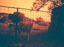 Fotografija iš P. Ščepanovič parodos